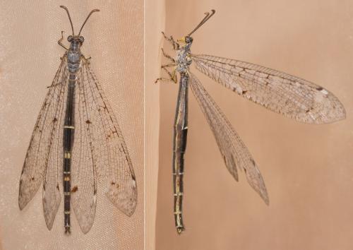 Réf. 286 608 : Distoleon tetragrammicus